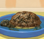 Hra - Pečování o želvu
