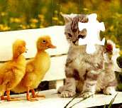 Koťátko a kačenky puzzle